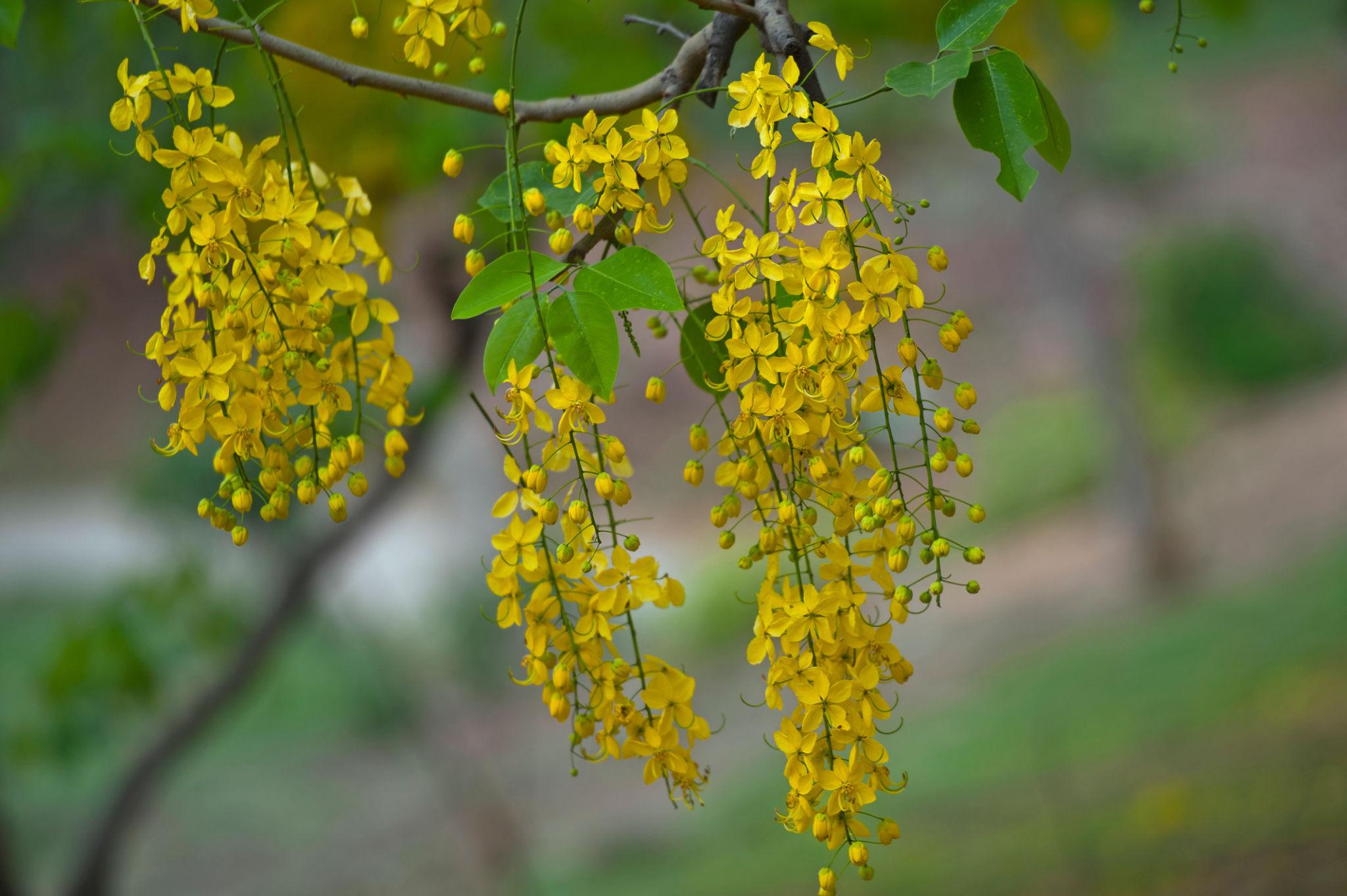 Golden Shower Tree